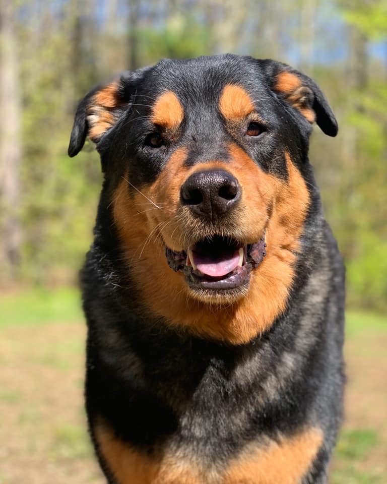 Picture of Therapy Dog Cooper