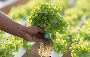 Hydroponic Garden